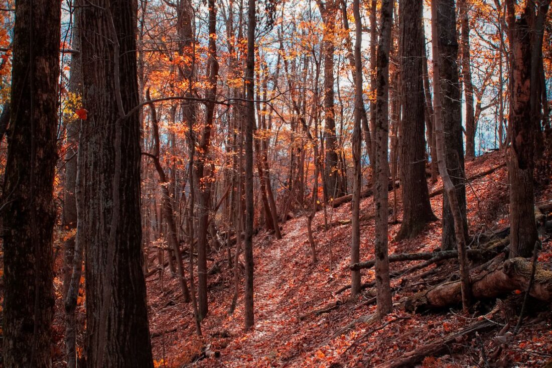 Autumn forest trail covered in vibrant fallen leaves