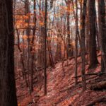 Autumn forest trail covered in vibrant fallen leaves