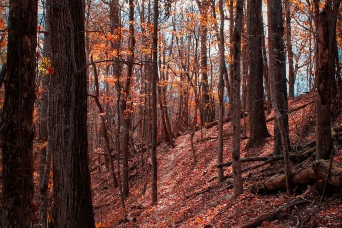 Autumn forest trail covered in vibrant fallen leaves