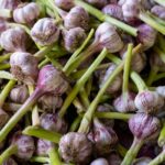 Fresh garlic bulbs displayed at a local farmers market