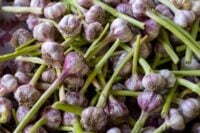 Fresh garlic bulbs displayed at a local farmers market