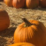 Bright orange pumpkins in a sunny pumpkin patch