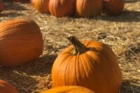 Bright orange pumpkins in a sunny pumpkin patch