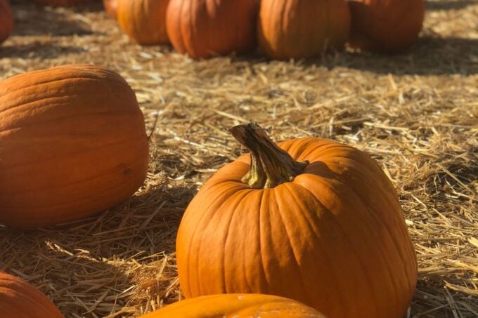 Bright orange pumpkins in a sunny pumpkin patch
