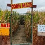Entrance to an outdoor corn maze in fall