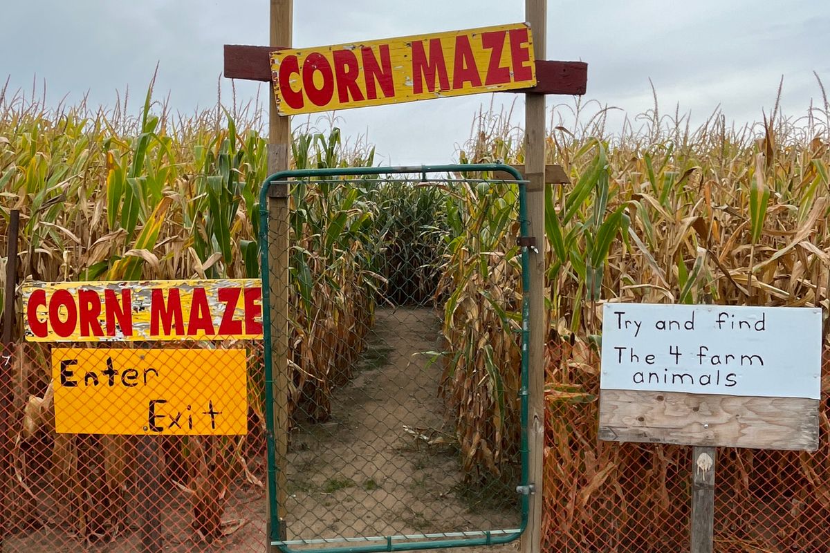 Entrance to an outdoor corn maze in fall