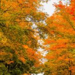 Country road under a canopy of orange and yellow fall foliage