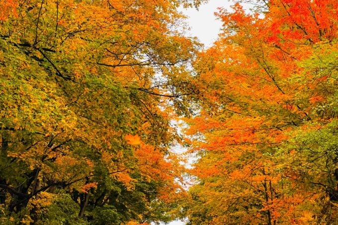 Country road under a canopy of orange and yellow fall foliage