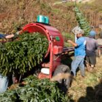 Workers baling freshly cut Christmas trees at a tree farm