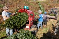Workers baling freshly cut Christmas trees at a tree farm