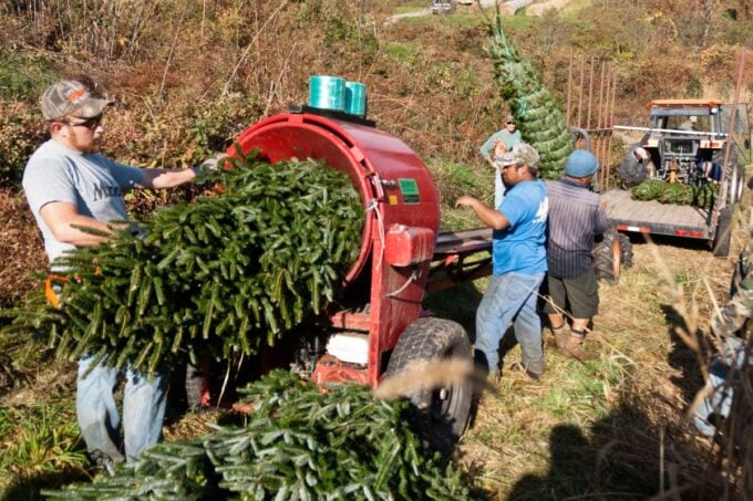 Workers baling freshly cut Christmas trees at a tree farm