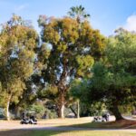 Golf carts parked under a tree on a golf course