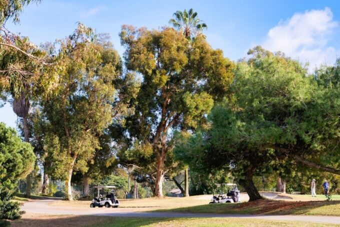Golf carts parked under a tree on a golf course