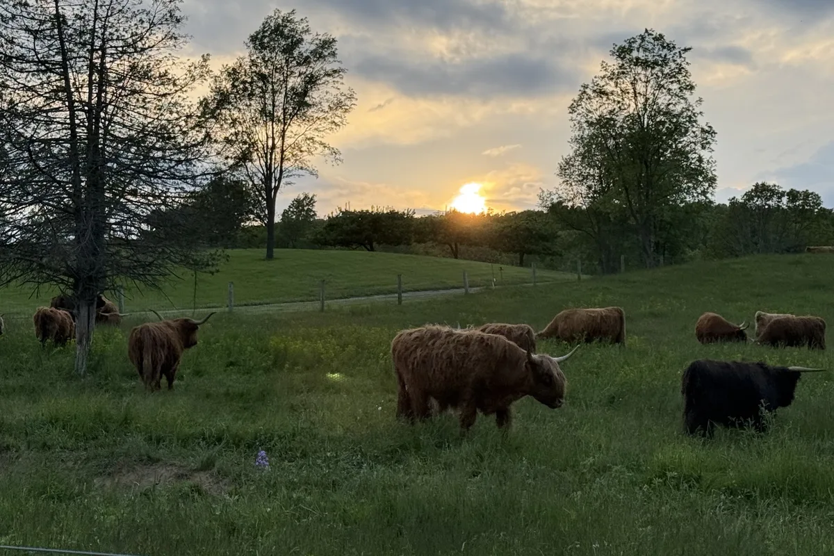 Scottish Highland cattle grazing at The Farm at Glenwood Mountain in Sussex County, NJ