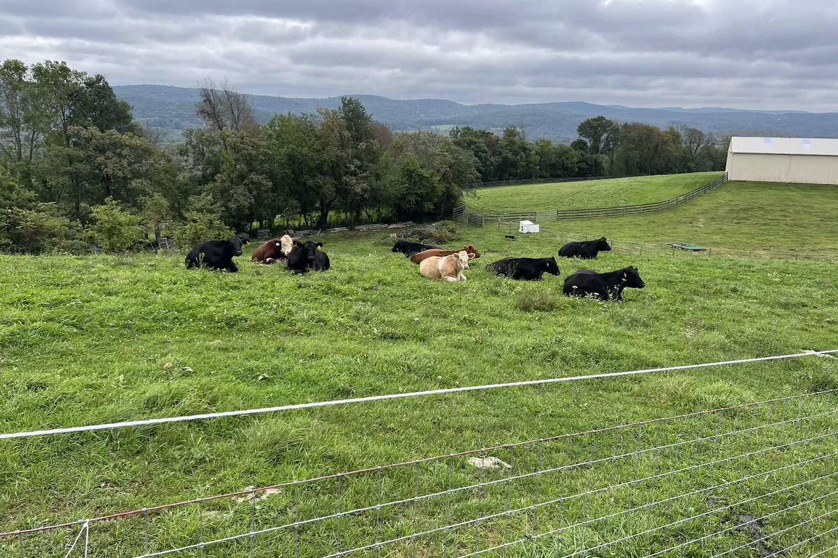 Cattle grazing in the pasture at Hometown Hills Farm on Route 284 in Wantage, NJ