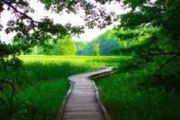 The Appalachian Trail boardwalk winding through the Pochuck Creek wetlands in Vernon, NJ