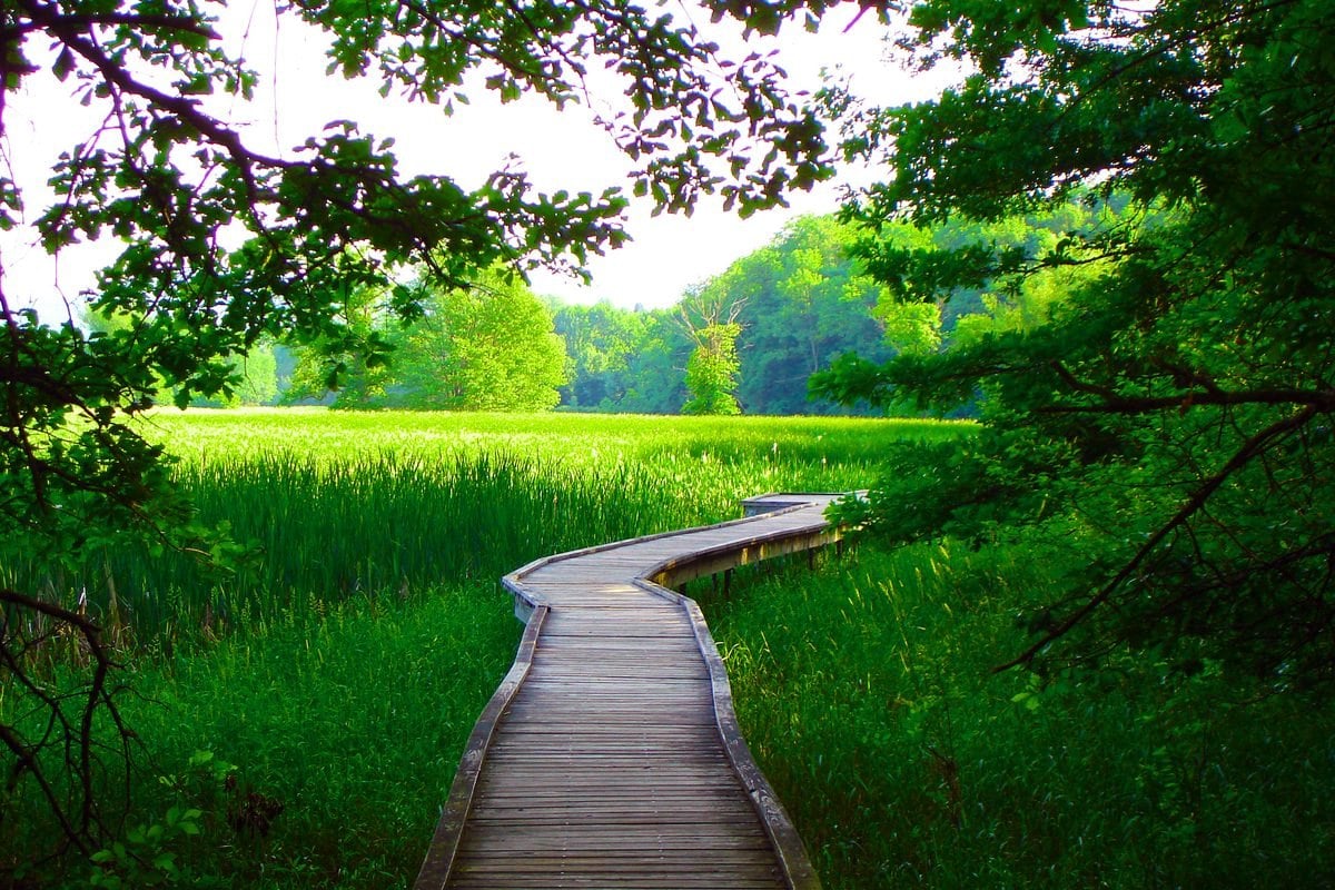 The Appalachian Trail boardwalk winding through the Pochuck Creek wetlands in Vernon, NJ