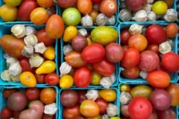 Heirloom tomatoes and ground cherries in baskets at Sparta NJ farmers market