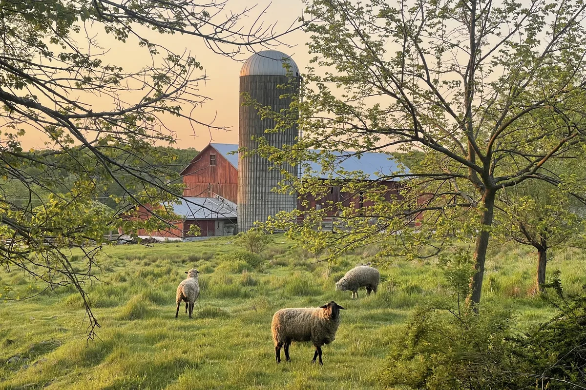 Sheep grazing near the red barn and silo at Wormuth Farm in Wantage, NJ